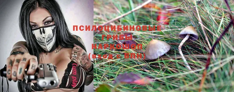 Галлюциногенные грибы Cubensis  Костерёво 